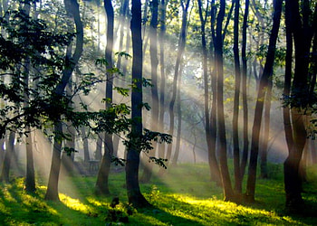 Dispersing the darkness, leaves, light, morning mist, trees, grass, forest, sun rays HD wallpaper