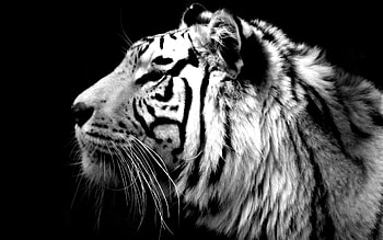 Animal, White Tiger HD wallpaper