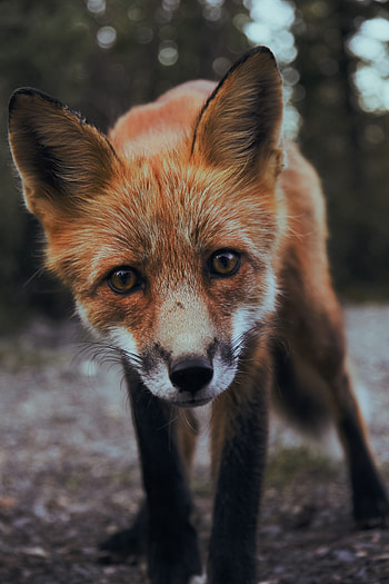 Animals, Fox, Young, Muzzle, Predator, Sight, Opinion, Joey HD phone wallpaper