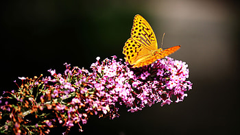 Silver-washed fritillary, Butterflies HD wallpaper