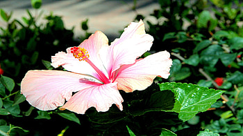 Hibiscus , Vibrant , Stunning , Natural beauty HD wallpaper