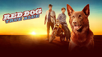 Red Dog movie, Endearing friendship, Australian outback, Heartfelt story HD wallpaper