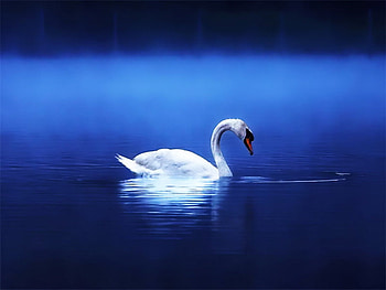 Lonely swan, blue, mirrored, bird, swan, lonely, water, lake HD wallpaper