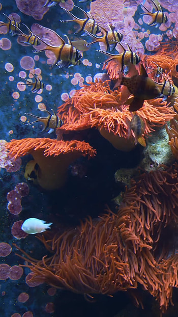 Aquarium live , Nature's delight, Animated underwater scene, Captivating live HD phone wallpaper