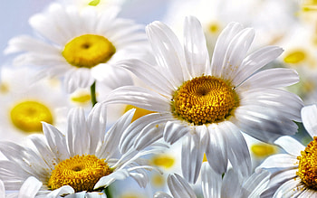 Pretty Daisy, Nature, Flower, pretty, Daisy HD wallpaper
