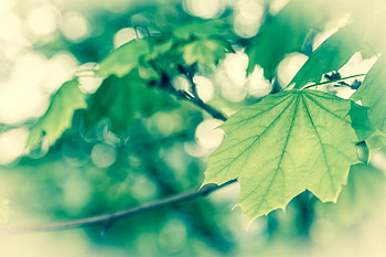 Leaves, Macro, Form, Branch, Maple HD wallpaper