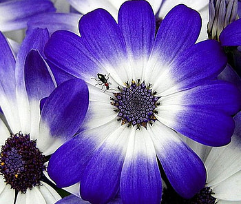 Bright Blue, blue, white, insect, flower HD wallpaper