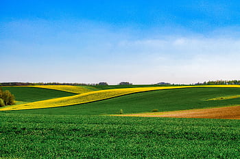 Vibrant rolling fields in Grand Est, France, showcasing lush greenery and yellow blooms under a clear blue sky. HD wallpaper
