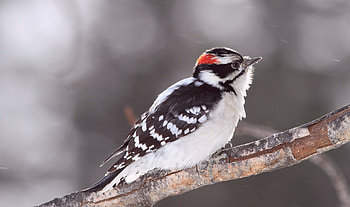 Animals, Snow, Bright, Bird, Branch, Color HD wallpaper