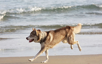 Animals, Sea, Shore, Bank, Dog, Husky, Haska, Run Away, Run HD wallpaper