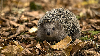 Animals, Hedgehogs HD wallpaper