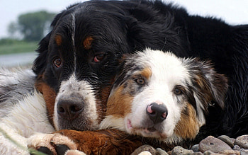Animals, Dogs, Couple, Pair, Australian Shepherd, Embrace HD wallpaper