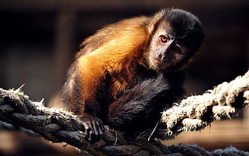 Animals, Sit, Monkey, Small, Marmoset, Rope HD wallpaper
