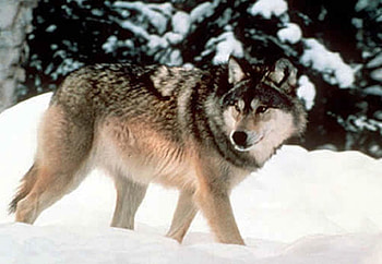 lone Wolf, lone, animals, snow, nature, forrest, wolf HD wallpaper