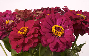 Flowers, Close-Up, Bouquet, Zinnias, Cincinnati HD wallpaper