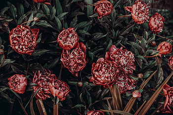 Flowers, Peonies, Flower Bed, Flowerbed, Buds HD wallpaper