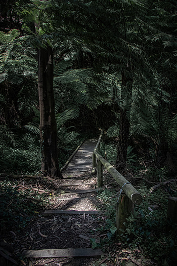 Nature, Trees, Fern, Forest, Path, Bridge HD phone wallpaper