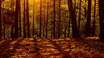 Landscape, Trees HD wallpaper