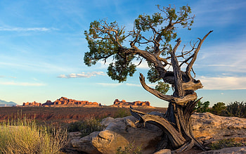 Arches National Park, Pine Trees HD wallpaper