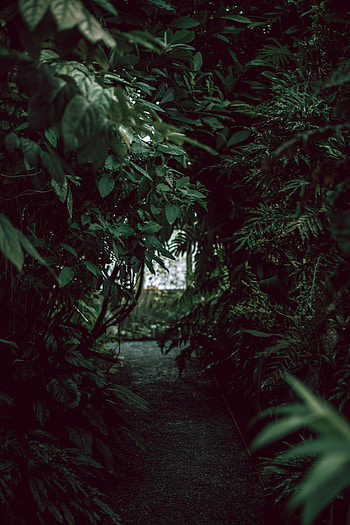 Plants, Nature, Bush, Garden, Track HD phone wallpaper