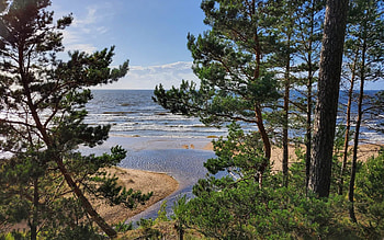 Forest by Sea, Latvia, sea, forest, beach HD wallpaper