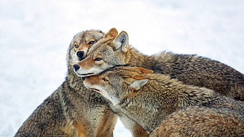Family, Coyote HD wallpaper