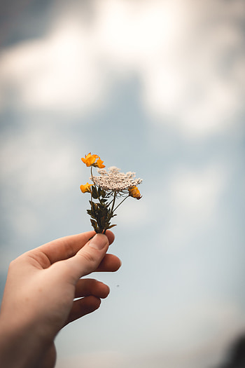 Flowers, Hand, Wildflowers HD phone wallpaper