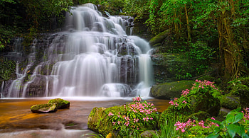Tropical waterfall, tropical, exotic, beautiful, summer, wildflowers, trees, waterfall, cascades, forest HD wallpaper