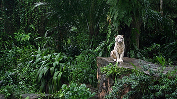 Animals, Tigers HD wallpaper