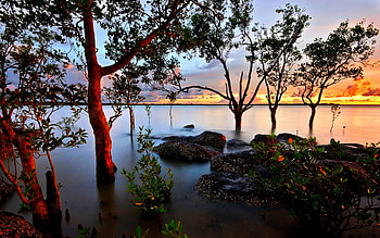 SUNSET SCENE, landscape, trees, river, sunset HD wallpaper