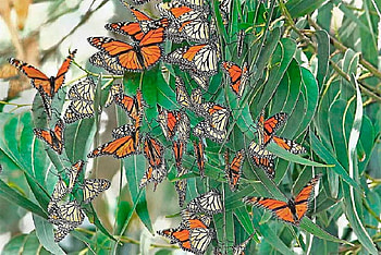 Cluster of Monarch, trees, wings, leaves, butterfly HD wallpaper