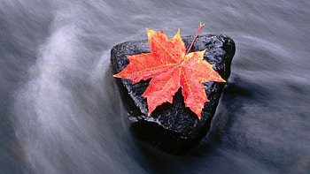 Maple leaf , Nature's beauty, Visual delight, Fine details HD wallpaper