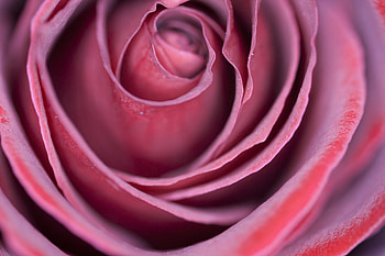 Macro, Rose Flower, Rose, Petals, Bud HD wallpaper