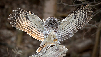 Owl-flying, lumea, din, exotice, pasari HD wallpaper