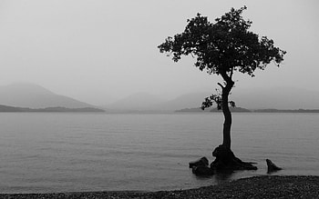 tree on a beach , tree, beach HD wallpaper