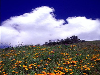 Poppies and clouds, poppies, clouds HD wallpaper