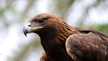 Golden Eagle in 6K, Ultra-High Definition, Exceptional Detail, Breathtaking Beauty HD wallpaper