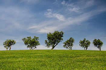A serene countryside view with lush grass and scattered trees under a clear blue sky. HD wallpaper