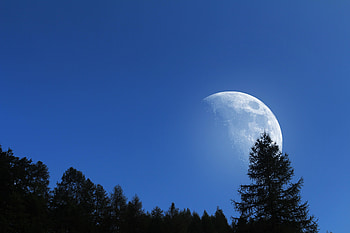 Nature, Trees, Sky, Moon HD wallpaper
