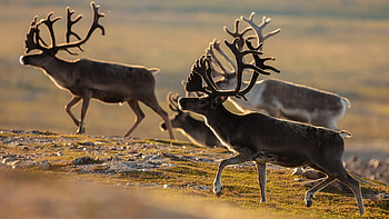 Deer, animal, horn, nature HD wallpaper