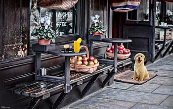 A graph before your coffee?, dog, outdoor, basket, apples, cafe, shop, coffee tables, street, store, coffee, entrance, flowers, coffe, cafeteria HD wallpaper