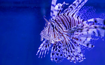 Lionfish, blue, summer, white, firefish, fish, broadbarred HD wallpaper