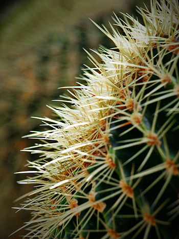 Plant, Macro, Cactus, Prickles, Thorns HD phone wallpaper
