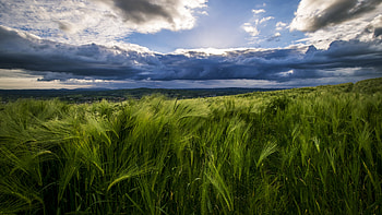 Barley Field Mountains Village Under White Clouds Blue Sky Nature HD wallpaper