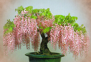 Tree of beauty, wisteria, pink, cascading, green leaves, blooms, pot, tree HD wallpaper
