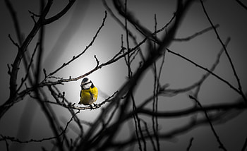 Little Yellow Bird , birds HD wallpaper