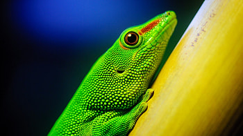 Close-up of green lizard, lizards, reptiles, lizard, green HD wallpaper