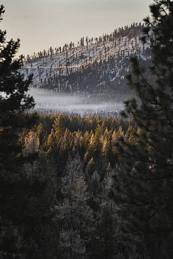 Nature, Trees, Forest, Fog, Hill HD phone wallpaper