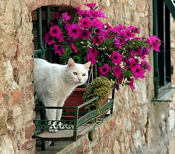 good morning Italy, graphy, animals, cats, cool, flowers, beauty HD wallpaper