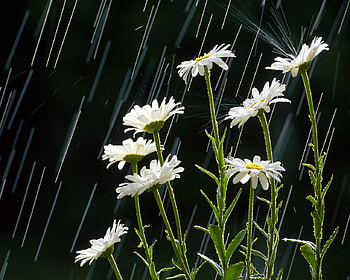White Daisies in the Rain, white, stem, water, flower HD wallpaper